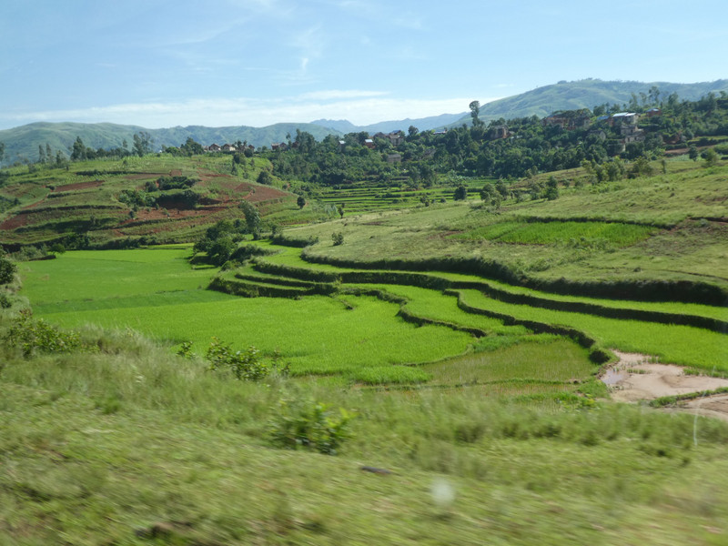 Between Antisirabe and Monrondava - rice paddies (1)