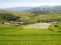Between Antisirabe and Monrondava - rice paddies (2)