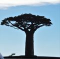 Our first siting of baobab trees heading towards Morondava (2)