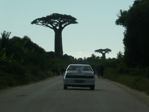 Our first siting of baobab trees heading towards Morondava (1)