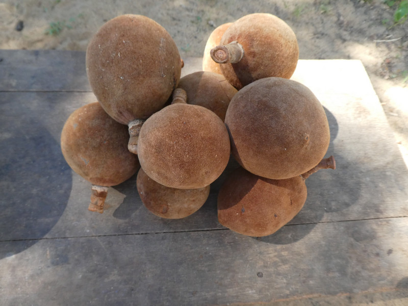 At the Les Baobabs Amoureuse (amorous baobabs) - the fruit