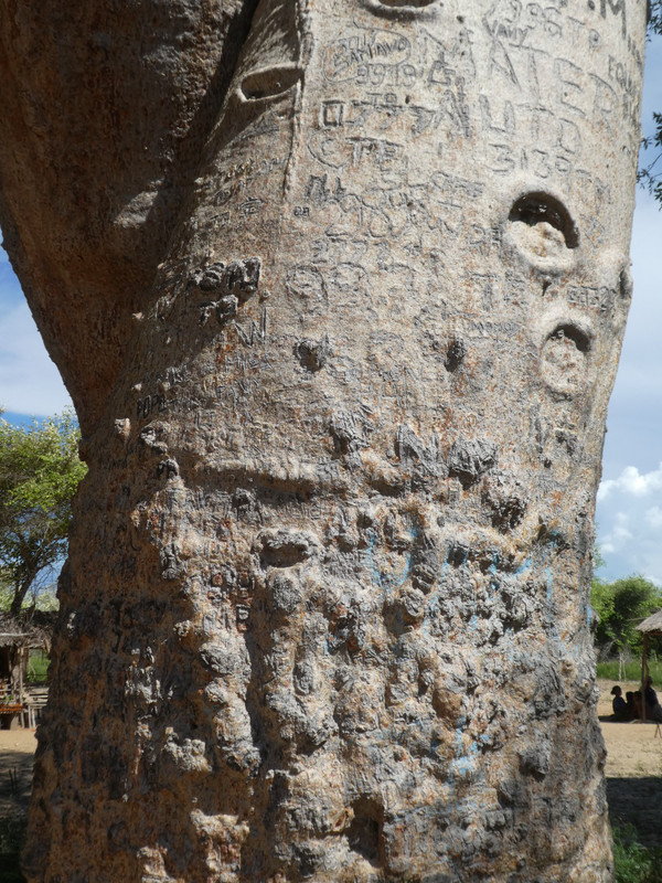 At the Les Baobabs Amoureuse (amorous baobabs) (3)