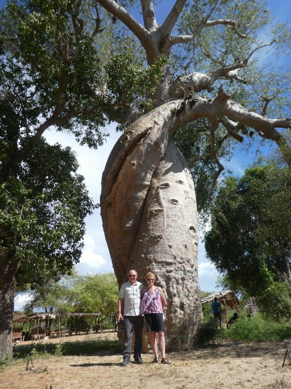 At the Les Baobabs Amoureuse (amorous baobabs) (4)
