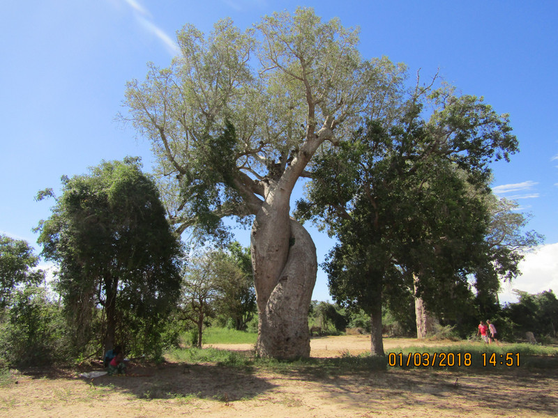 At the Les Baobabs Amoureuse (amorous baobabs) (5)