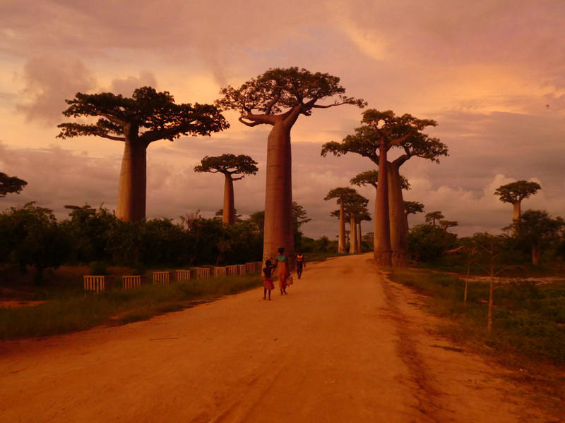 Avenue of Baobab trees, Adansonia grandidieri (1)