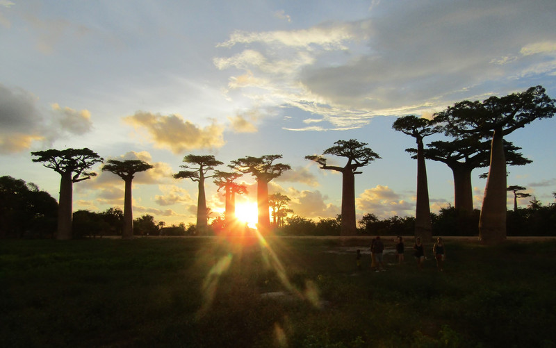 Avenue of Baobab trees, Adansonia grandidieri (2)