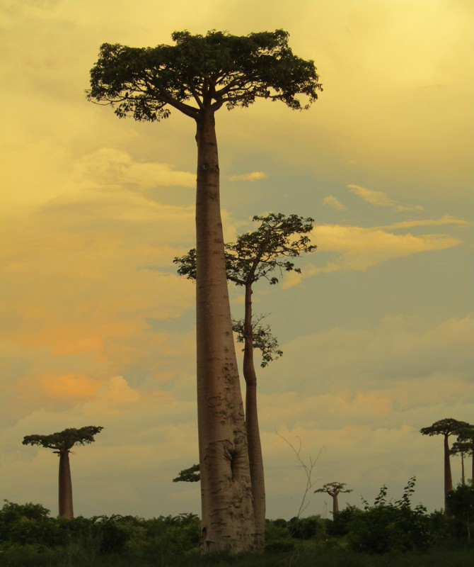 Avenue of Baobab trees, Adansonia grandidieri (3)