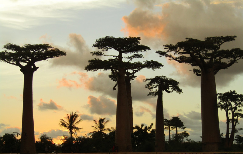 Avenue of Baobab trees, Adansonia grandidieri (4)