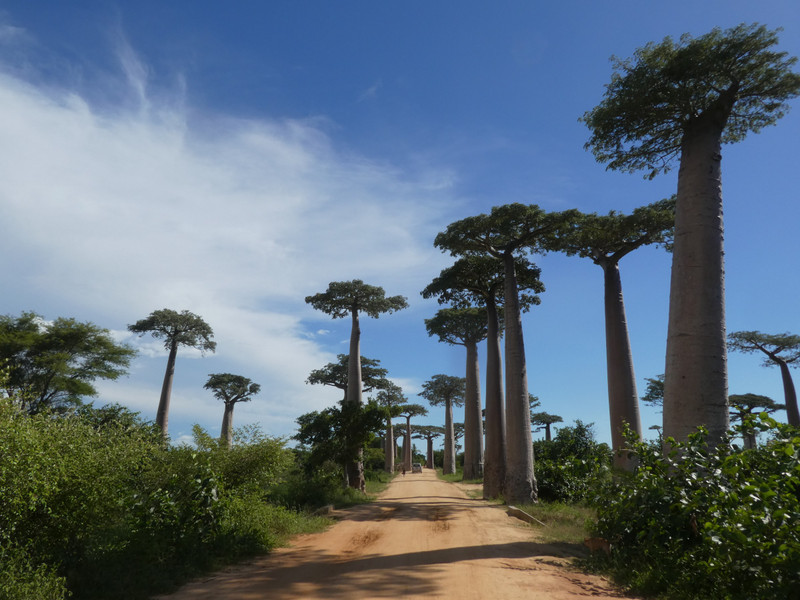 Avenue of Baobab trees, Adansonia grandidieri (9)
