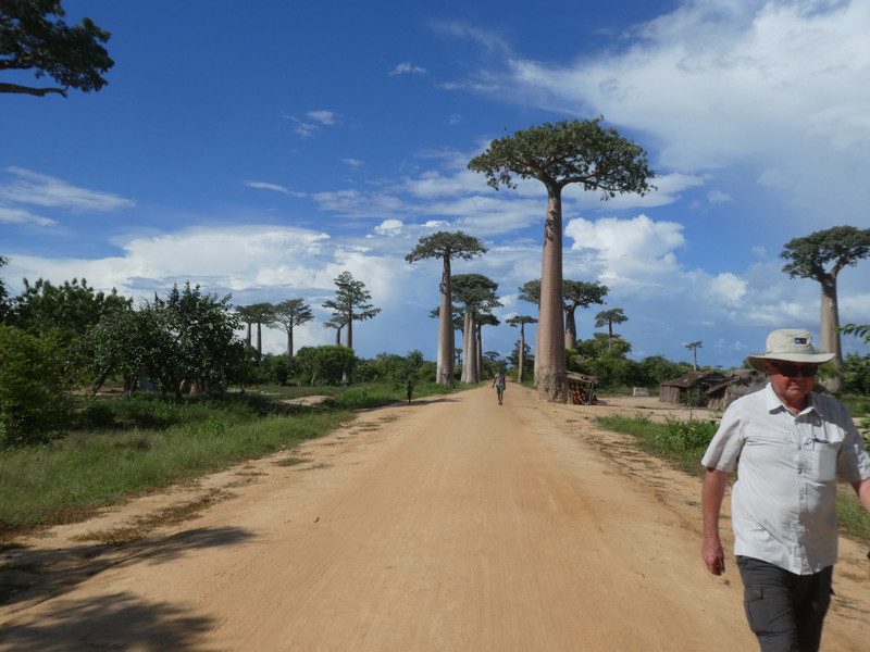 Avenue of Baobab trees, Adansonia grandidieri (11)