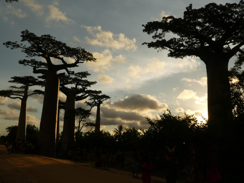 Avenue of Baobab trees, Adansonia grandidieri (13)