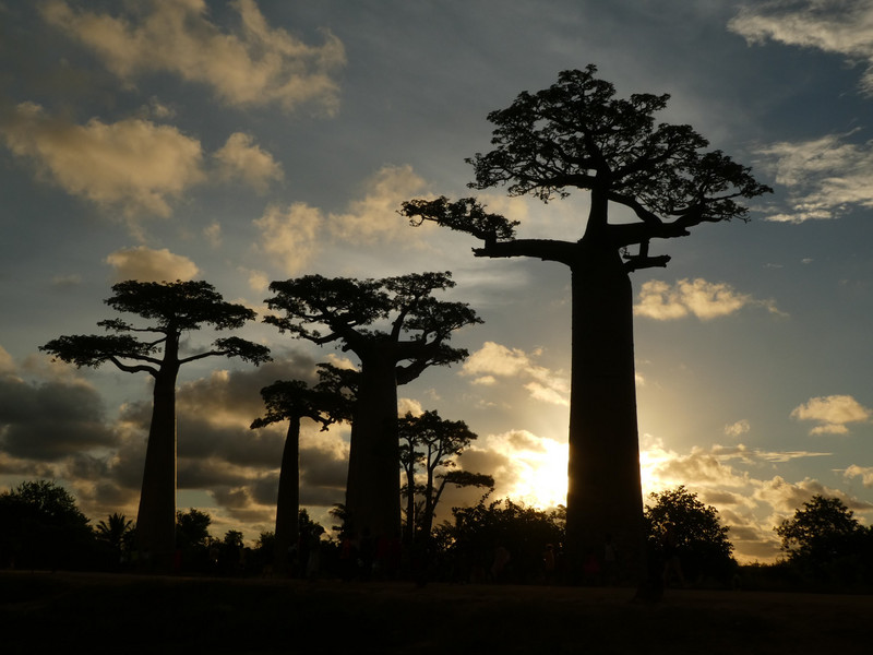 Avenue of Baobab trees, Adansonia grandidieri (14)