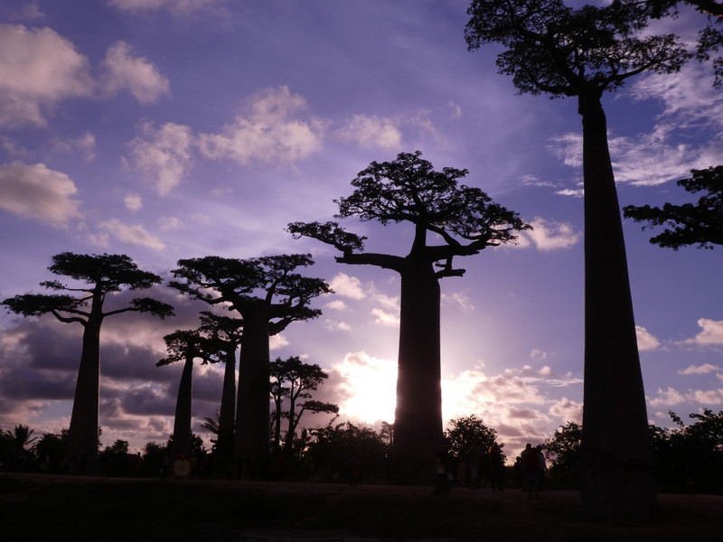 Avenue of Baobab trees, Adansonia grandidieri (15)