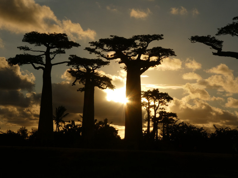 Avenue of Baobab trees, Adansonia grandidieri (16)