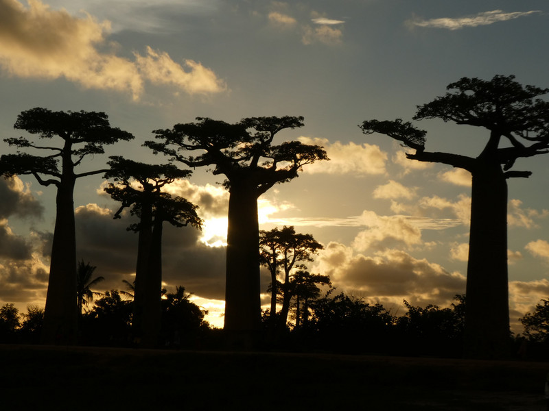 Avenue of Baobab trees, Adansonia grandidieri (17)