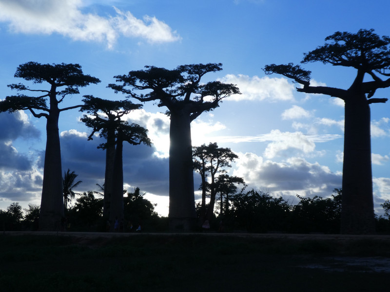 Avenue of Baobab trees, Adansonia grandidieri (18)