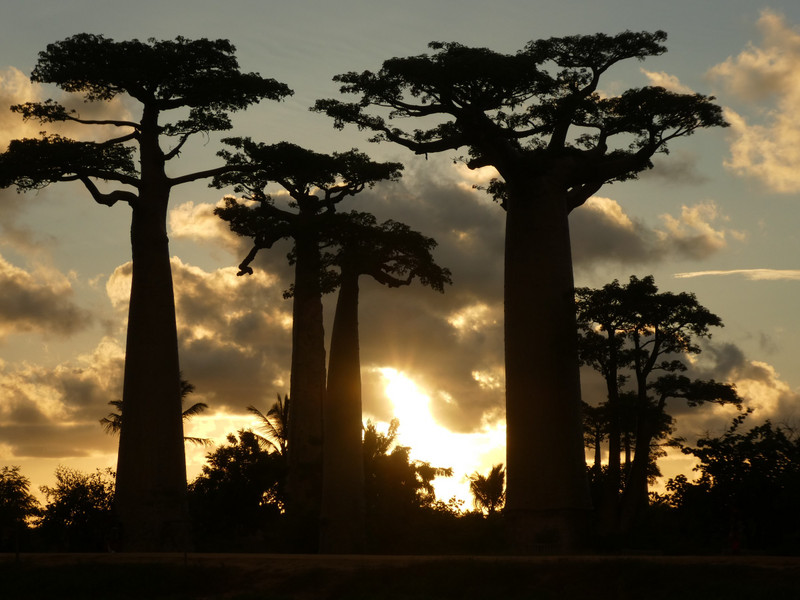 Avenue of Baobab trees, Adansonia grandidieri (19)
