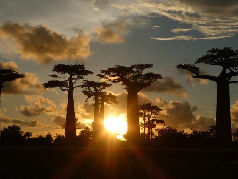 Avenue of Baobab trees, Adansonia grandidieri (20)