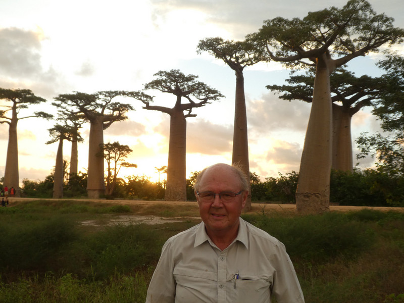 Avenue of Baobab trees, Adansonia grandidieri (21)