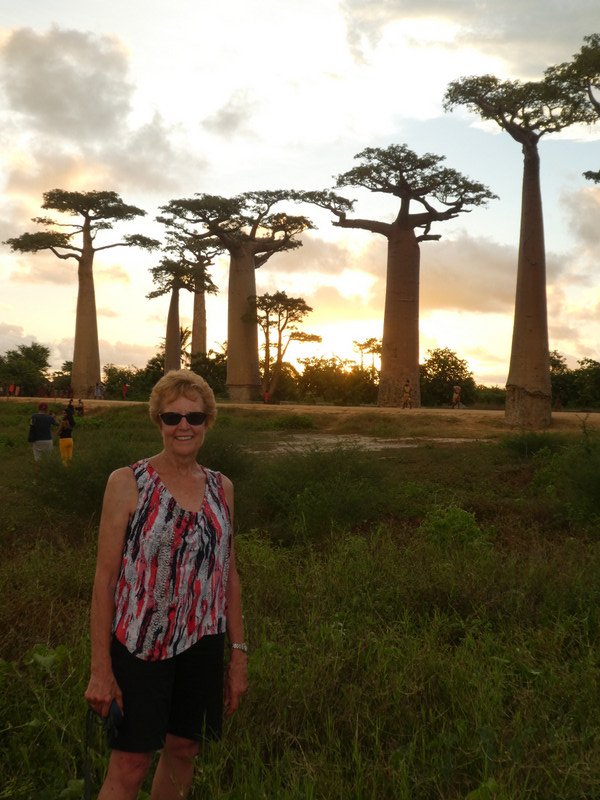 Avenue of Baobab trees, Adansonia grandidieri (22)