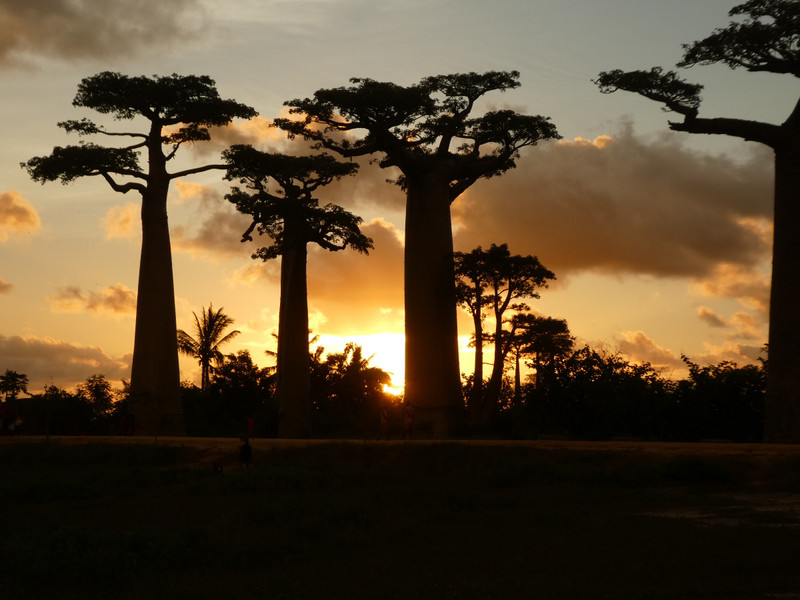 Avenue of Baobab trees, Adansonia grandidieri (23)