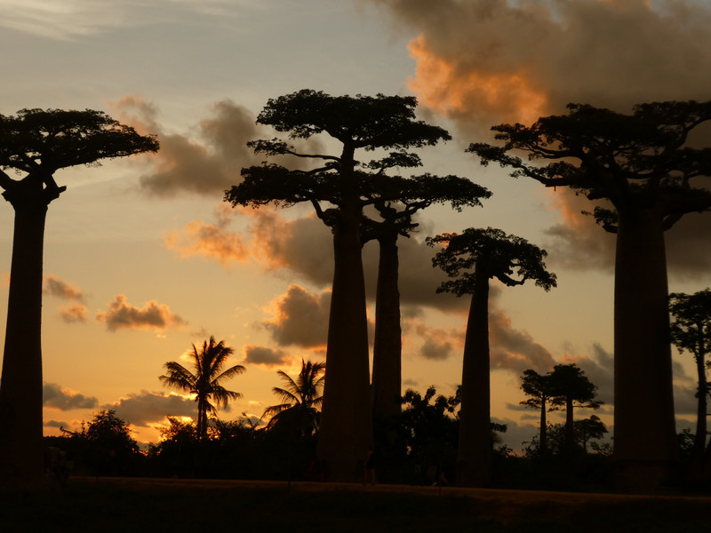Avenue of Baobab trees, Adansonia grandidieri (24)