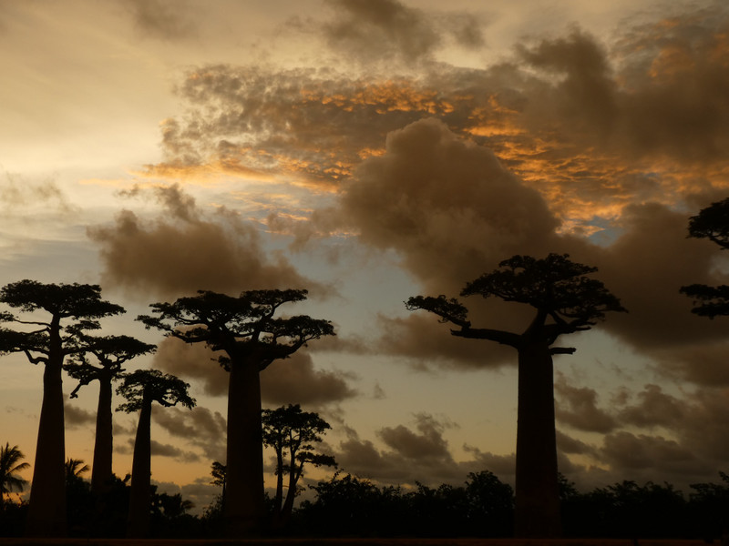 Avenue of Baobab trees, Adansonia grandidieri (25)