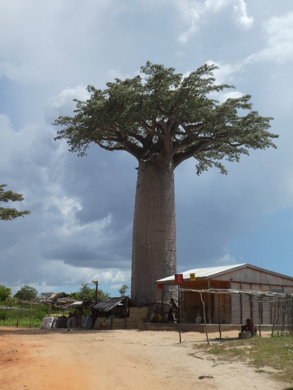 Baobab of Madagascar (4)