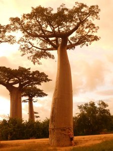 Avenue of Baobab trees, Adansonia grandidieri - Pam hugging the oldest tree 800+ years (1)