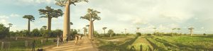 Baobab of Madagascar (3)