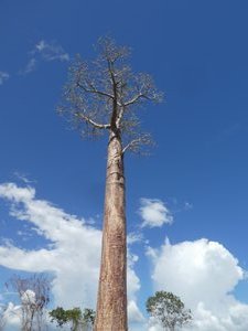Baobab of Madagascar (7)