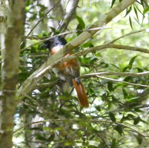 Bird in Kirindy Forest (1)