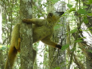 Common Brown lemurs at Kirindy Forest Reserve (2)