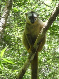 Common Brown lemurs at Kirindy Forest Reserve (3)