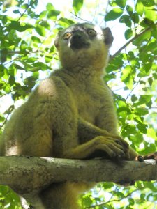 Common Brown lemurs at Kirindy Forest Reserve (4)