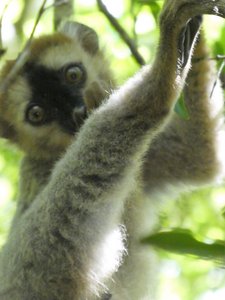 Common Brown lemurs at Kirindy Forest Reserve (5)