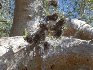 Nests in baobab tree