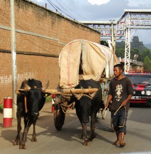 Road back to Antsirabe - cattle pulled covered wagons (4)
