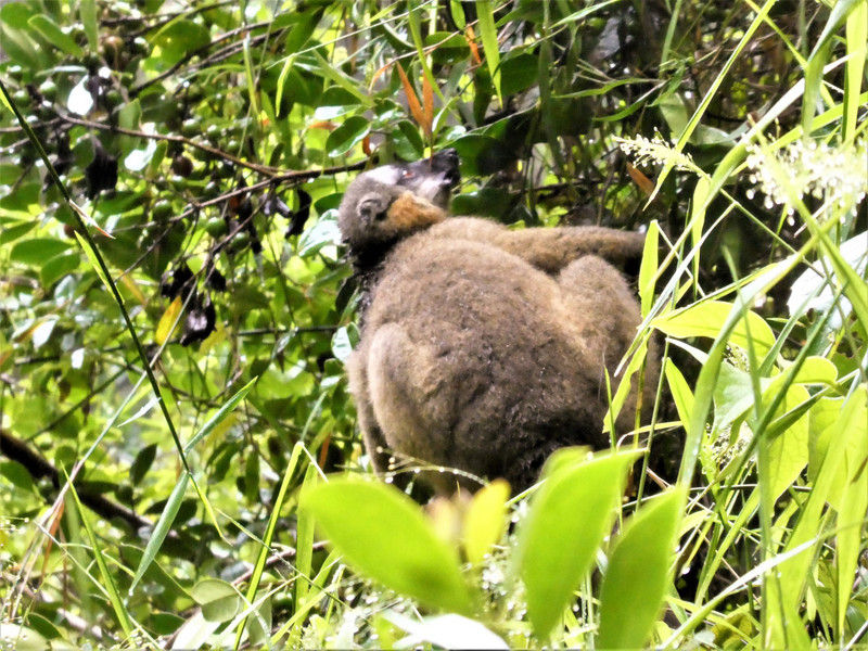 Ranomafana National Park - Bamboo Red-chested Lemur (31)