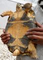 Antsirabe - Gem stone outlet - male turtle