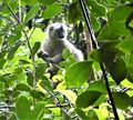 Ranomafana National Park - Bamboo Red-chested Lemur (1)