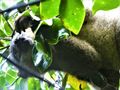 Ranomafana National Park - Bamboo Red-chested Lemur (2)