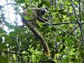 Ranomafana National Park - Bamboo Red-chested Lemur (23)