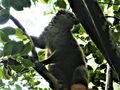 Ranomafana National Park - Bamboo Red-chested Lemur (33)