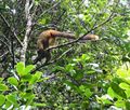 Ranomafana National Park - Bamboo Red-chested Lemur (40)