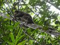 Ranomafana National Park - Giant Bamboo Lemur (1)