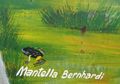 Ranomafana National Park - Mantella Bernhardi frog