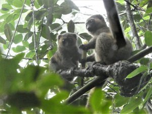 Ranomafana National Park - Bamboo Red-chested Lemur (12)