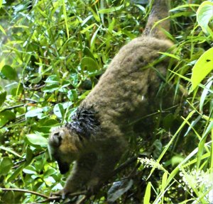 Ranomafana National Park - Bamboo Red-chested Lemur (28)