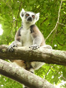 Anja Park near Ambalavao - ring-tailed lemur (1)